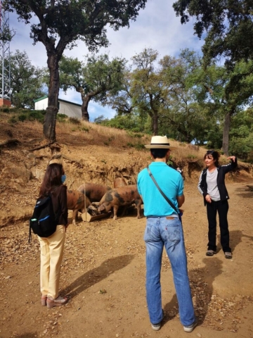 Tours y Experiencias en España - Andalusia Guided Tours