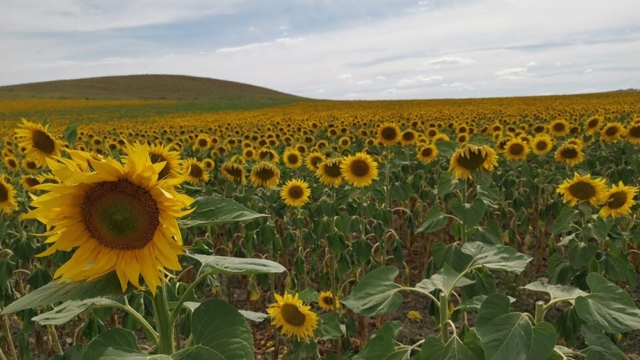 Tours y Experiencias en España - Andalusia Guided Tours