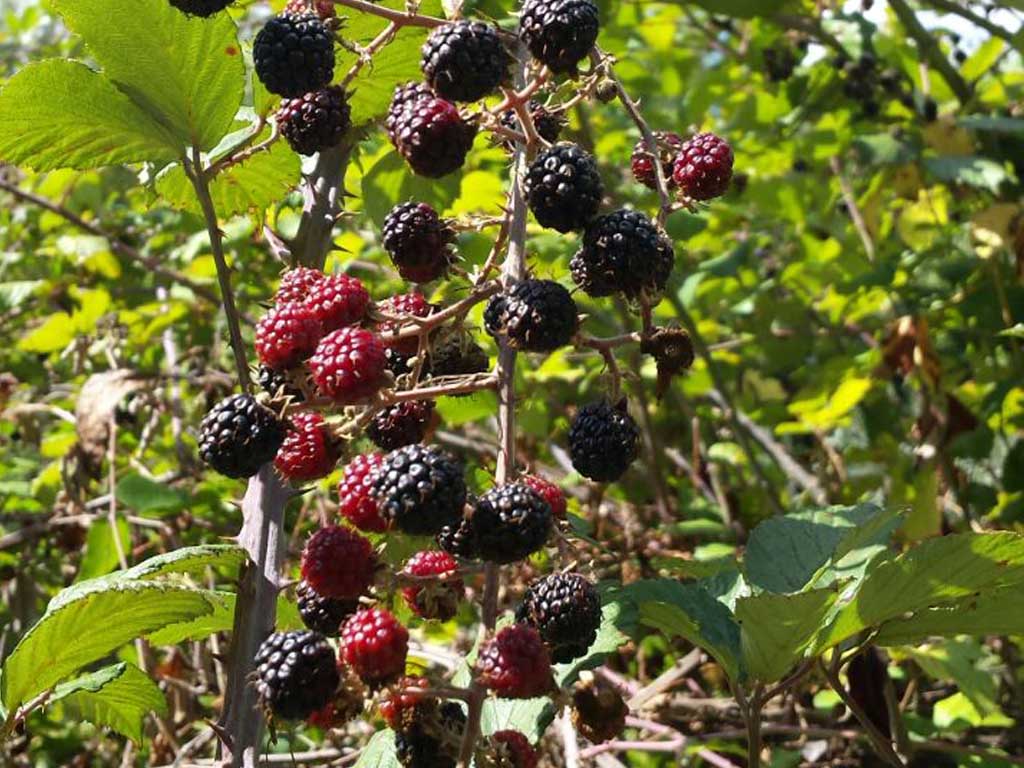 Tours en Aracena Andalusia Guided Tours .jpg