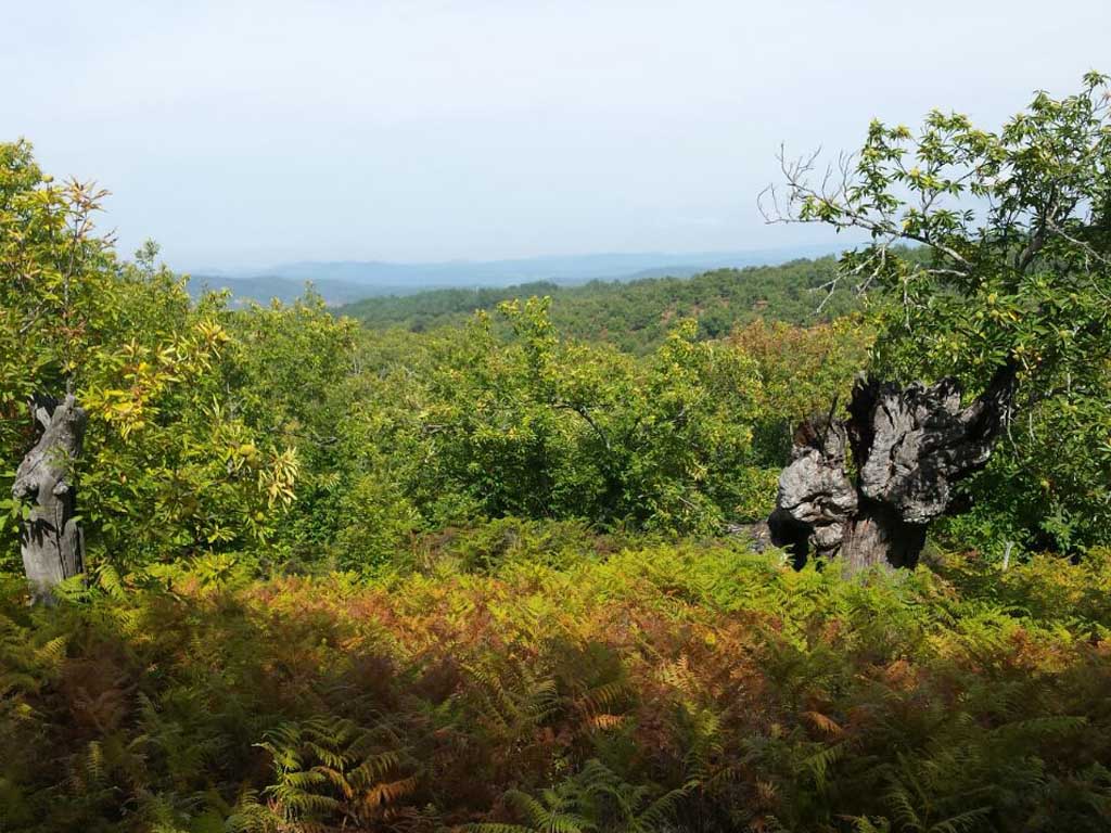Tours en Aracena Andalusia Guided Tours 10