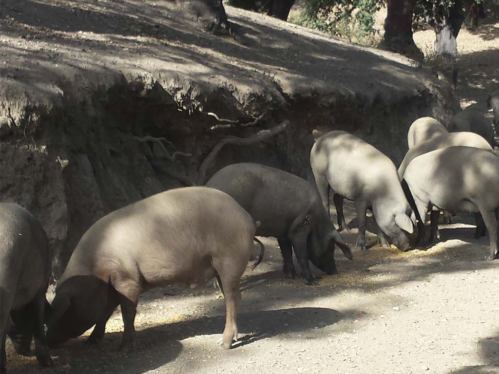 Tours en Aracena Andalusia Guided Tours 14