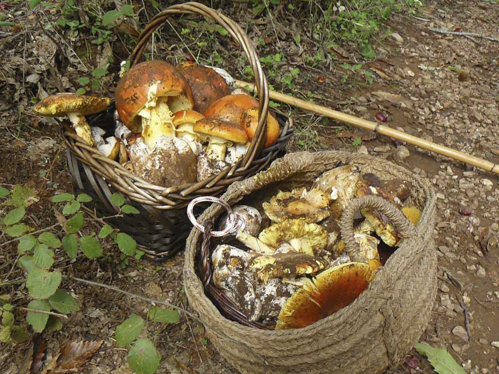 Tours en Aracena Andalusia Guided Tours 15