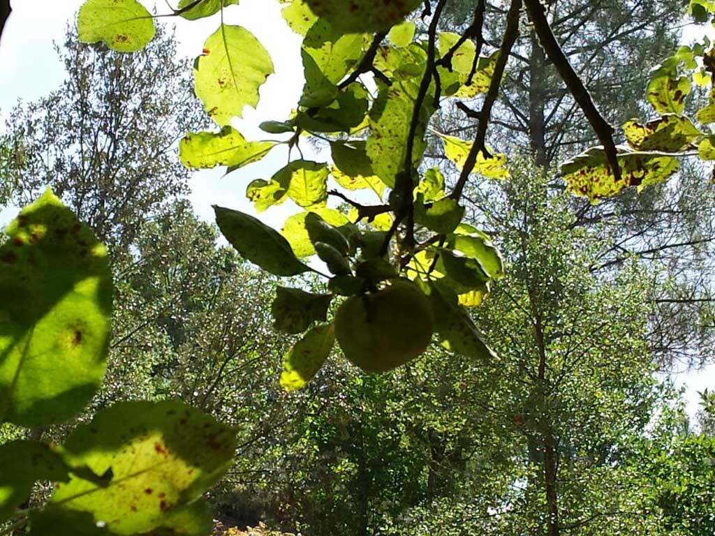Tours en Aracena Andalusia Guided Tours 3