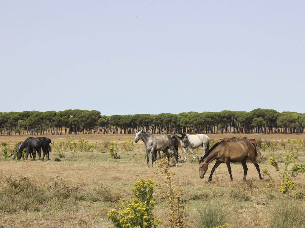 Tours en Doñana y la Aldea del Rocío Andalusia Guided Tours 11