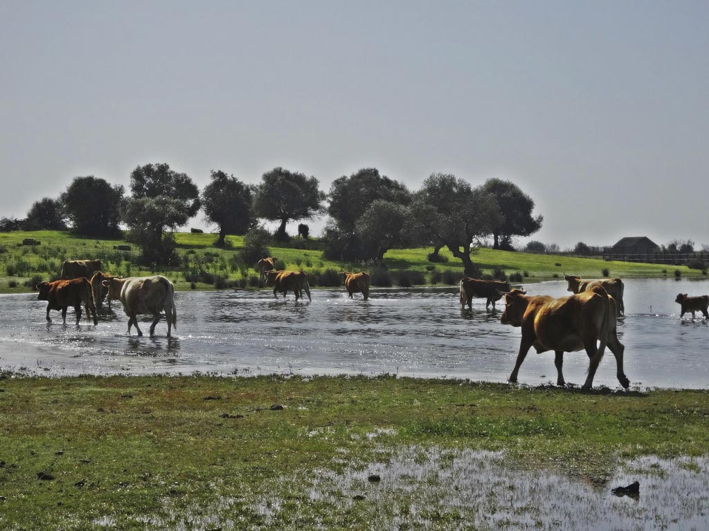 Tours en Doñana y la Aldea del Rocío Andalusia Guided Tours 12
