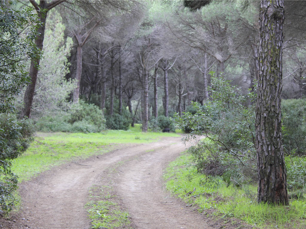 Tours en Doñana y la Aldea del Rocío Andalusia Guided Tours 13
