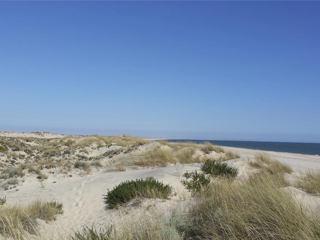 Tours en Doñana y la Aldea del Rocío Andalusia Guided Tours 16