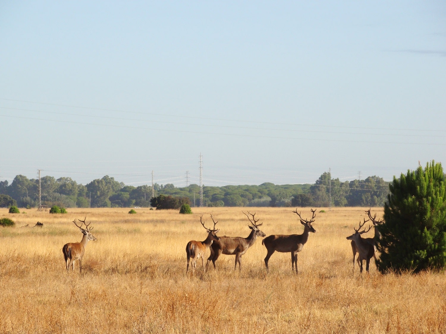 Tours en Doñana y la Aldea del Rocío Andalusia Guided Tours 2