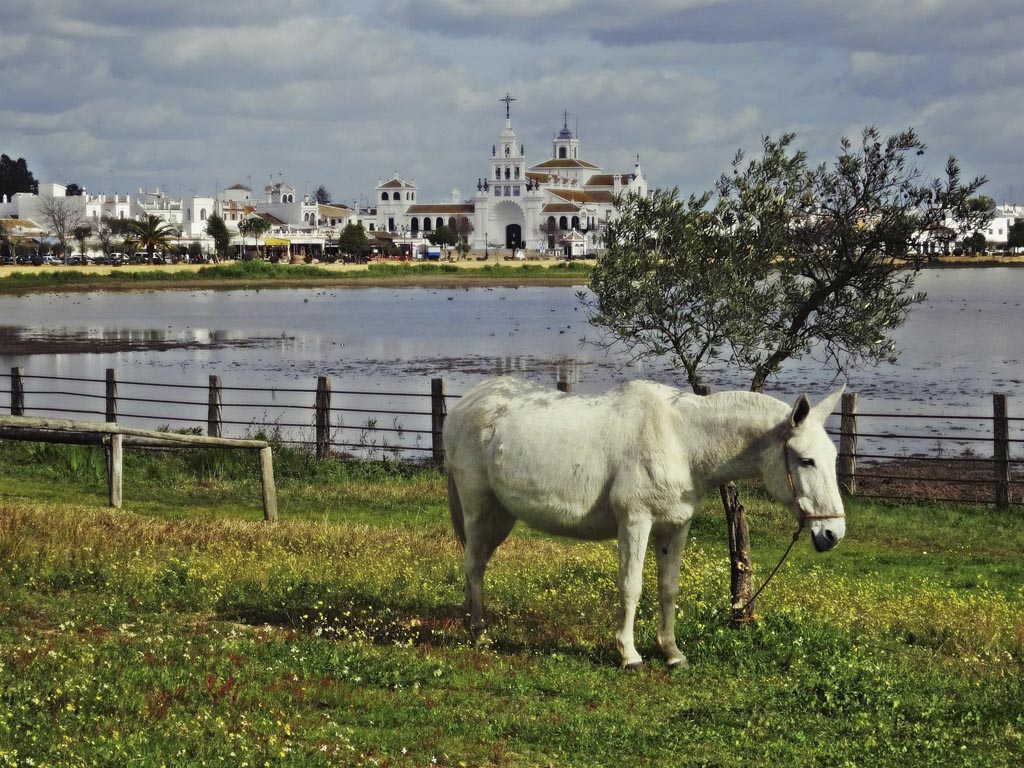 Tours en Doñana y la Aldea del Rocío Andalusia Guided Tours 21