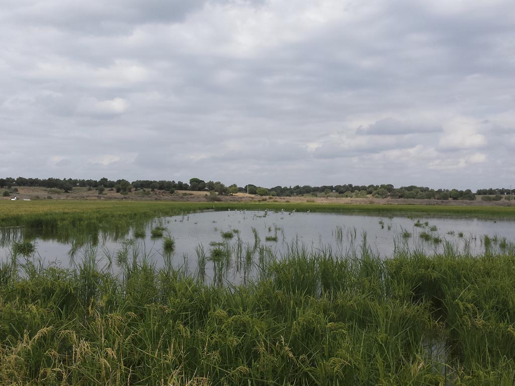Tours en Doñana y la Aldea del Rocío Andalusia Guided Tours 22