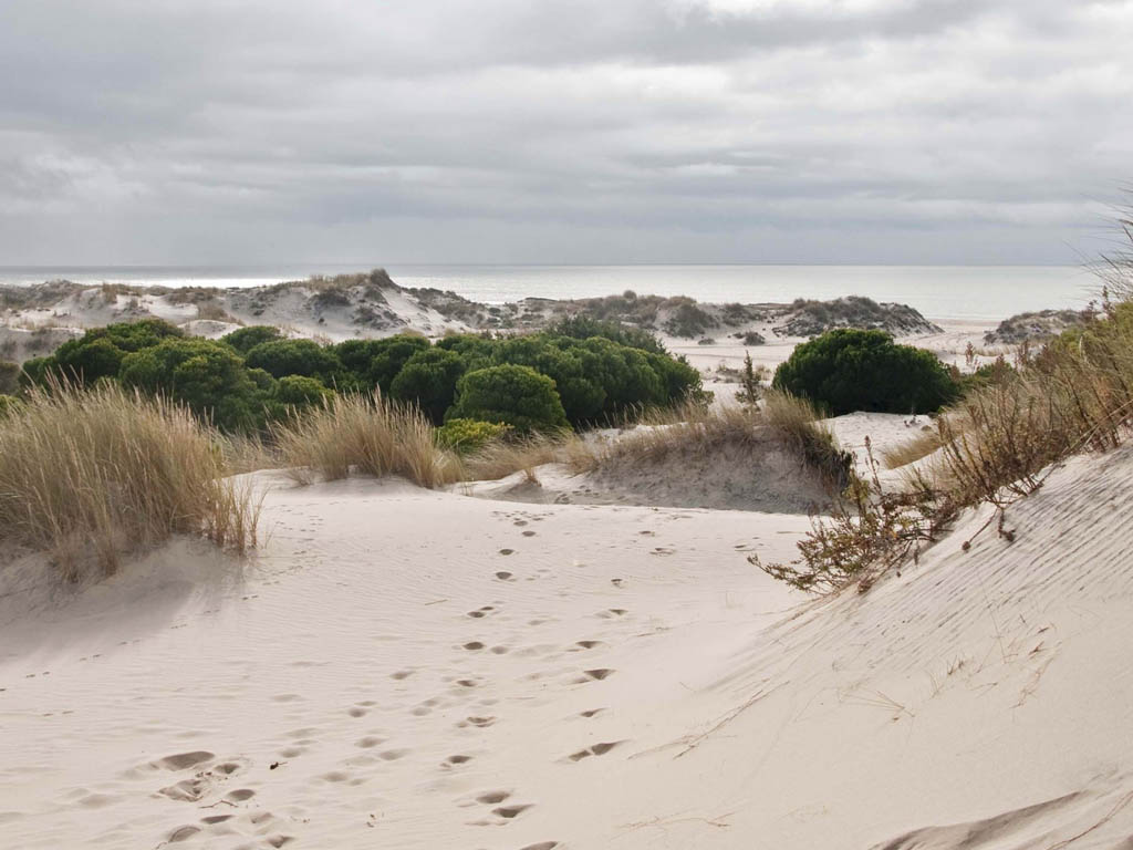Tours en Doñana y la Aldea del Rocío Andalusia Guided Tours 3