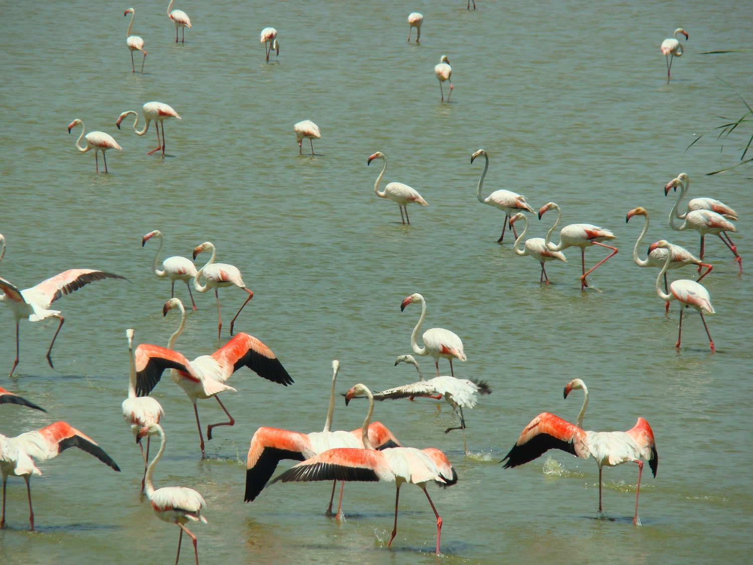 Tours en Doñana y la Aldea del Rocío Andalusia Guided Tours 4