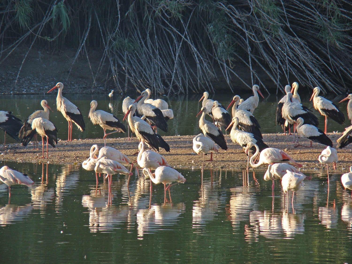 Tours en Doñana y la Aldea del Rocío Andalusia Guided Tours 6
