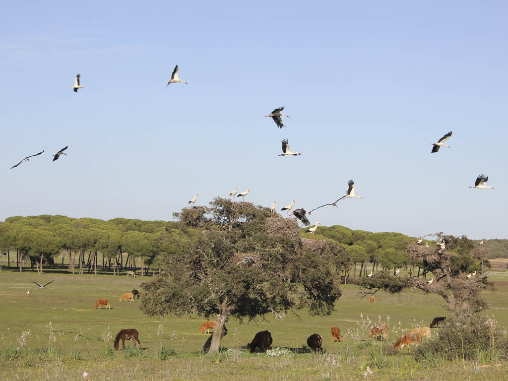 Tours en Doñana y la Aldea del Rocío Andalusia Guided Tours 7