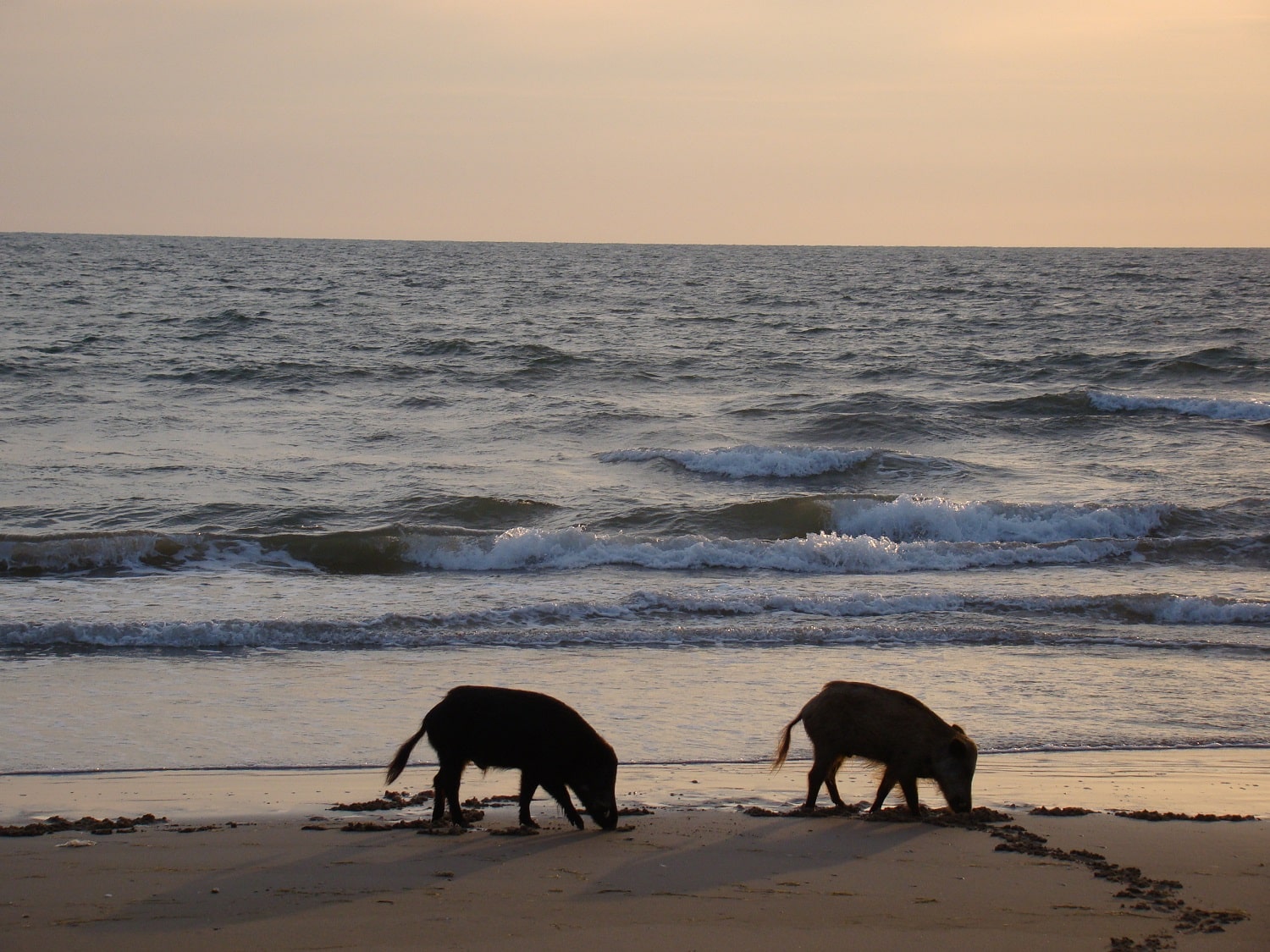 Tours en Doñana y la Aldea del Rocío Andalusia Guided Tours 8