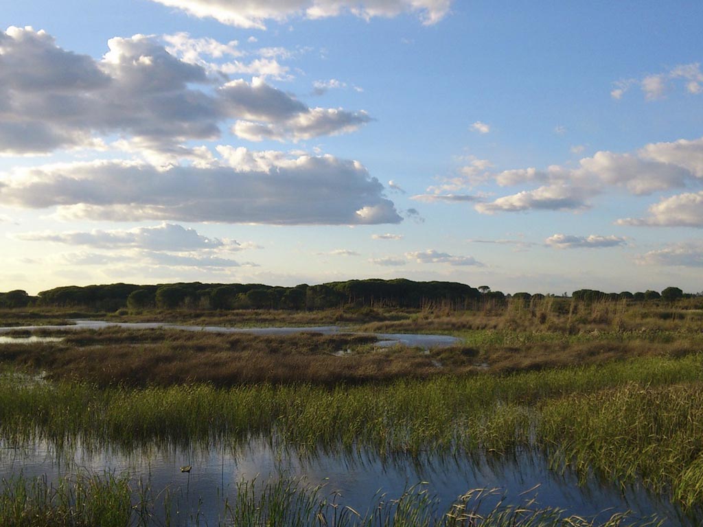 Tours en Doñana y la Aldea del Rocío Andalusia Guided Tours 9