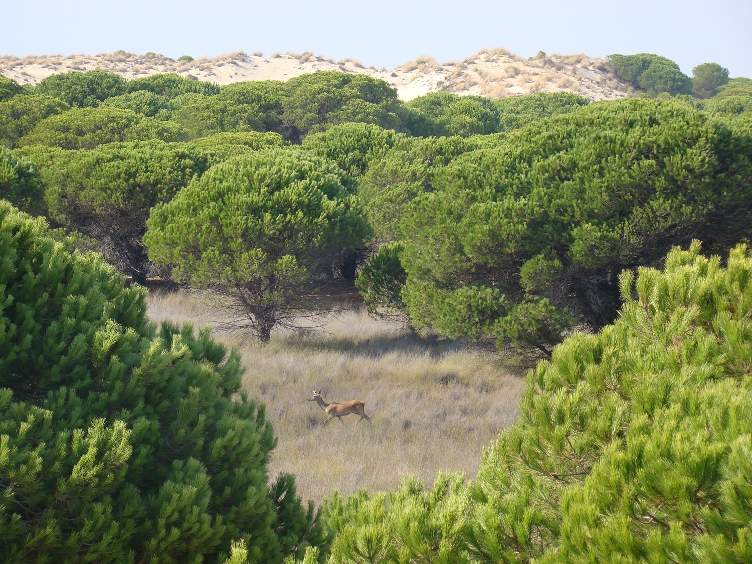 Tours en Doñana y la Aldea del Rocío Andalusia Guided Tours