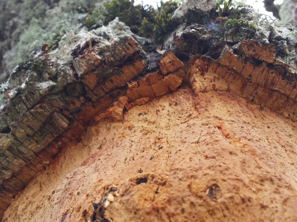 Tours en Ronda Pueblos Blancos Andalusia Guided Tours 5